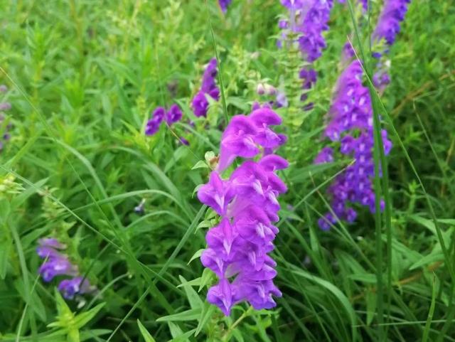 黄菊花的花语和象征，带你去莲花池看花