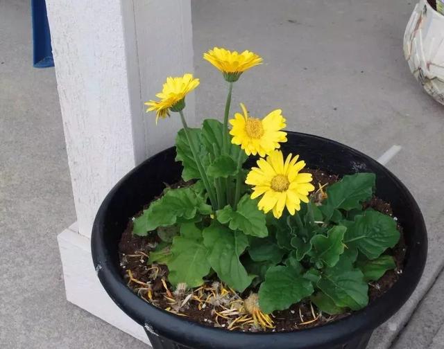 室内观叶植物，室内观赏植物（一年四季可以养在室内的开花植物和观叶植物）