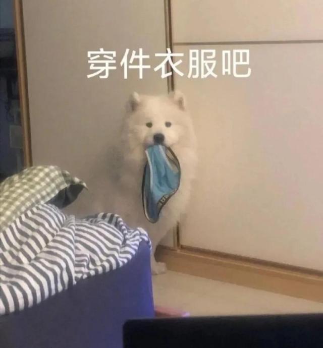 一对可爱狗狗表情包图集，情侣专用狗狗猫猫可可爱爱沙雕表情包