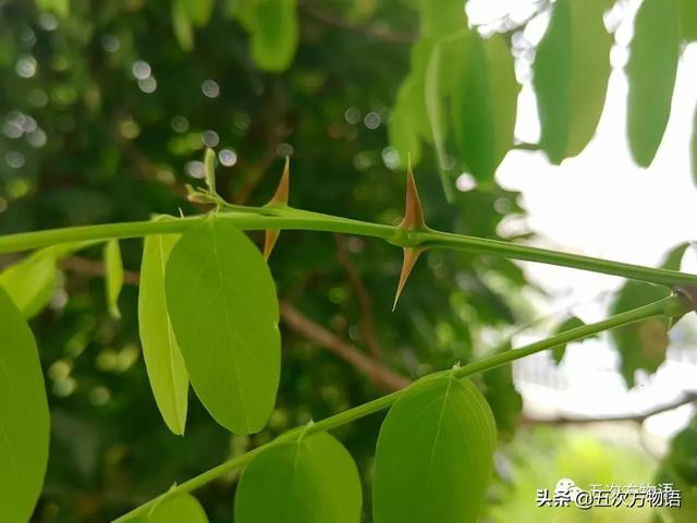 种的植物为什么有刺，浅谈植物的“刺”