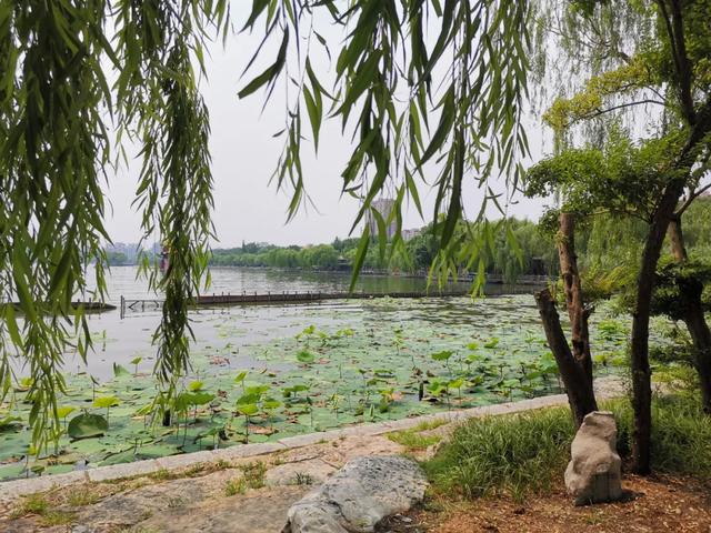 夏雨荷大明湖畔在哪里，大明湖畔的夏雨荷在哪个城市（快来跟“夏雨荷”见个面）