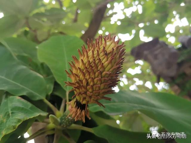 绣线菊亚科植物多具瞢荚果,少为蒴果,瞢荚果由离生心皮发育而来,是初生性状，或原始性状,蒴果由合（草莓上的小麻点真的只是种子吗）