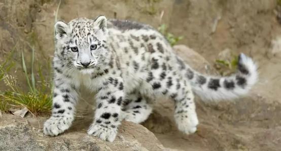 哺乳动物有哪些，世界上哺乳类动物有哪些（哺乳类动物和图片）