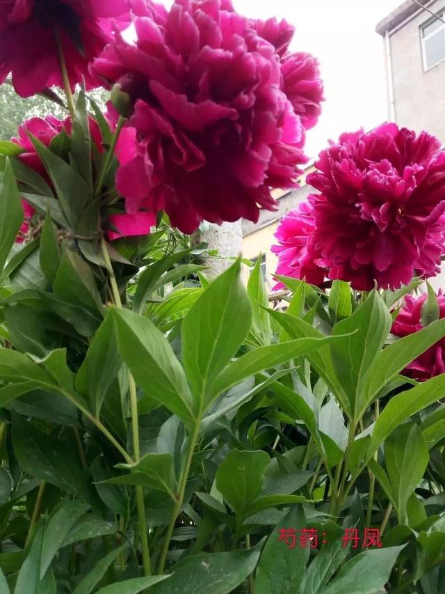 芍药不开花的解决办法，芍药一直不开花怎么办（开花个个比拳头大）