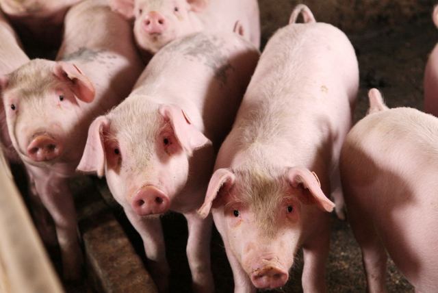 泔水桶是什么意思，部队锅食材（辟谣：禁止泔水养猪）