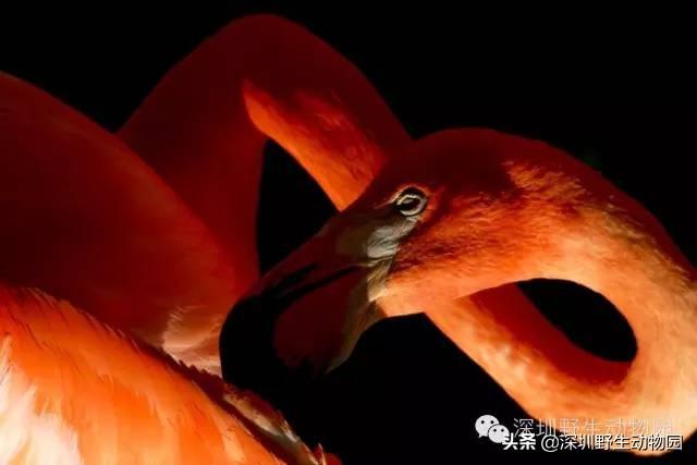 火烈鸟为什么是红色的，火烈鸟为什么是红色（火烈鸟身上的“十万个为什么”）
