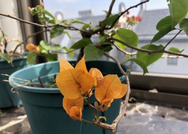 三角梅的养殖方法，三角梅怎么养（盆栽三角梅的培养方法很简单）