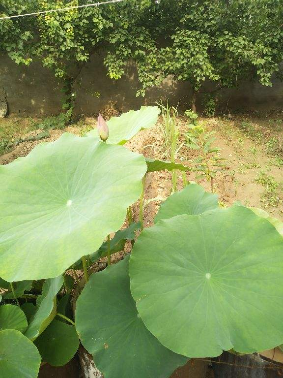 去湿气最好的茶，去湿气最好的方法喝什么茶（夏天自制养生茶）