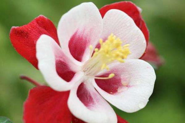 依米花的花语，依米花的花语九月天（依米花在什么季节开放）