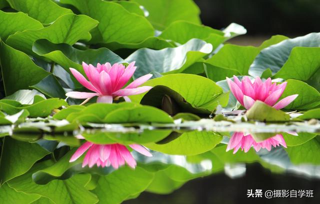 荷花有什么特点，荷花的特点和特性（帮你拍摄荷花不再千篇一律）