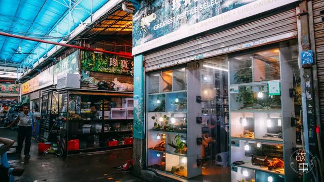 冷血动物有哪些，冷血动物有哪些特征（这个人养了上百只“冷血动物”）