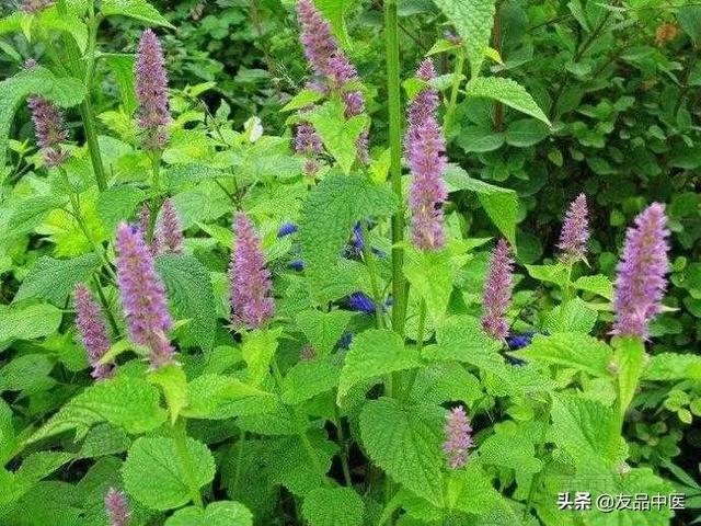夏枯草膏的功效与作用，夏枯草膏的功效（又很有争议的一味药）