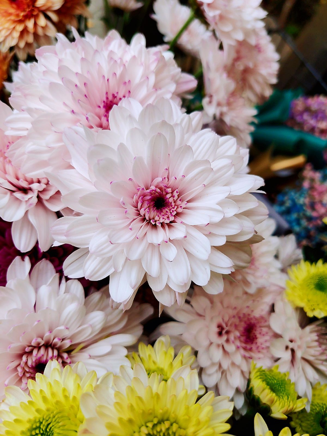 十二星座生辰花及花语，生辰花的花语（来看看你是哪个）