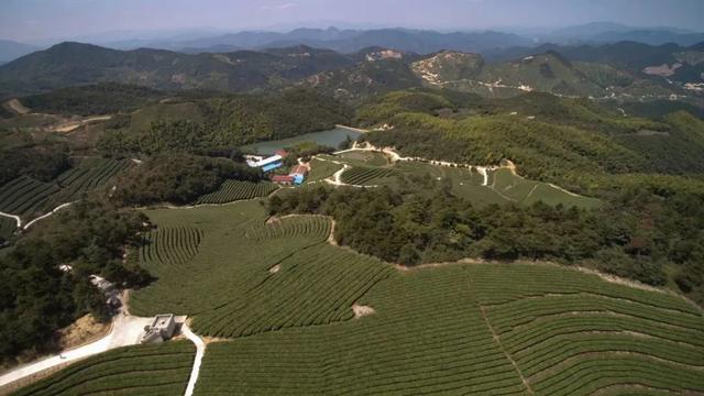 三和茶的功效或作用，三和茶是什么（用一颗爱茶之心）