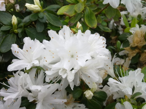 水仙花风信子有毒吗，水仙花风信子有毒吗能吃吗（避开这几种克星）