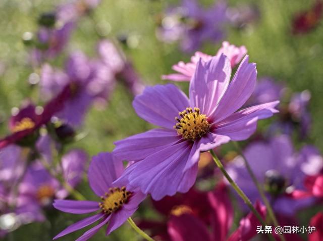 吊钟花的寓意好吗风水禁忌如何，盘点十二星座的“守护花”和“旺财植物”