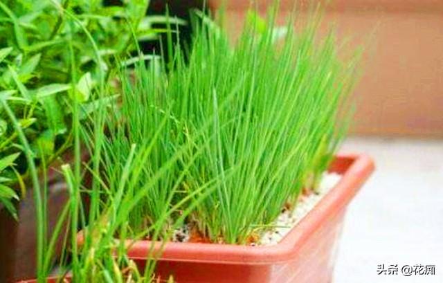 香葱的种植方法和时间，小香葱种植时间和方法介绍（香葱小盆栽）