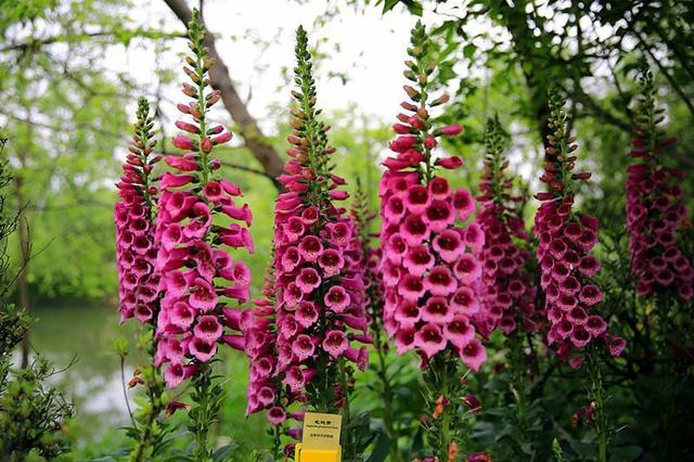 毛地黄是什么，毛地黄是什么科属（这花不养真的好亏）