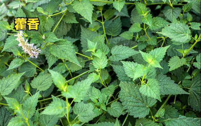藿香功效和作用，藿香正气合剂的功效（医生说：了解藿香非常实用）