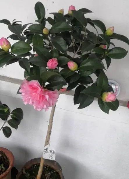 鸟尾花的繁育管理，鸟尾花 花期（30种耐阴花）