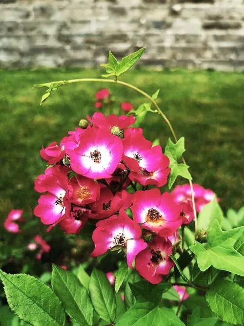 野蔷薇花语，野蔷薇花语浪漫悔过（我靠这份“栽培秘笈”花满阳台）