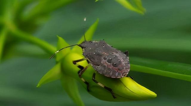 臭虫长得什么样子的，湖北十堰臭虫泛滥