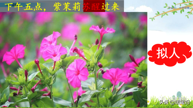 芬芳迷人的意思，芬芳迷人是什么意思解释一下（三年级下册语文第13课《花钟》图文详解及同步练习）