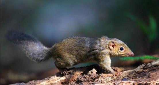 哺乳动物有哪些，世界上哺乳类动物有哪些（哺乳类动物和图片）