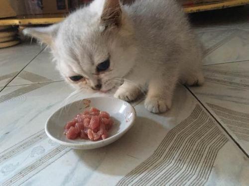 猫可以吃鸡胸肉吗，猫咪可不可以吃鸡肉（天天只知道给猫咪吃猫粮）