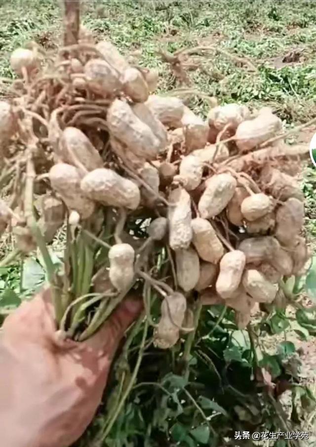 花生信息网，花生信息网免费62422（8月24山东曲阜、泗水、邹城、滕州、莘县、曹县花生市场行情动态）