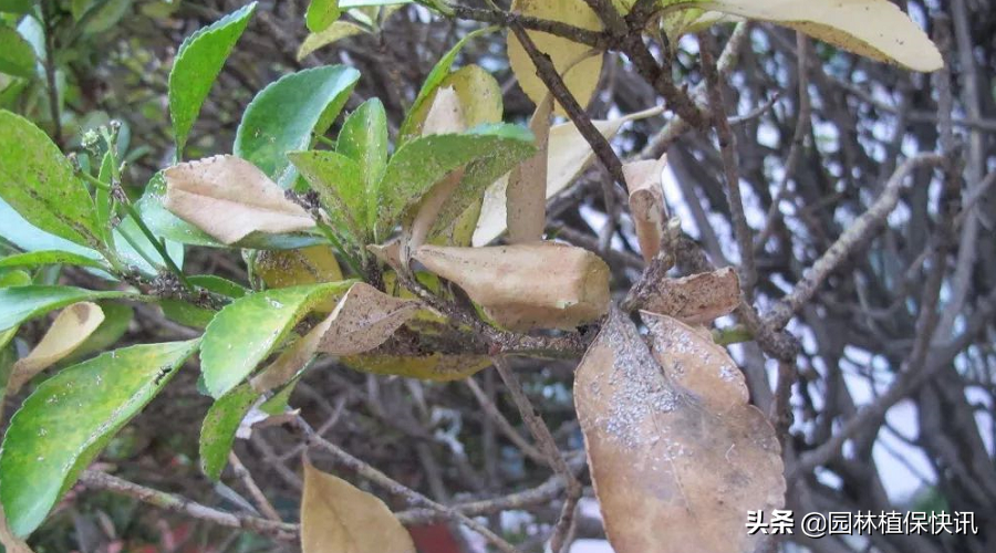 大叶黄杨白粉病，大叶黄杨病害怎样防治（大叶黄杨常见病害防治）