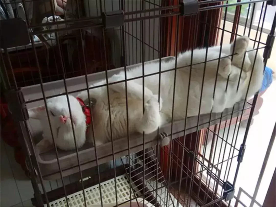 猫绝育后注意事项，猫咪绝育之后需要注意哪些（猫咪绝育后状态不佳）