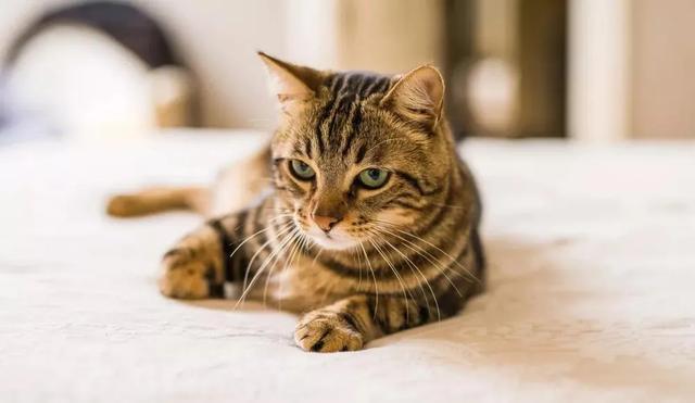 布偶猫哪个色最贵，布偶猫眼睛颜色等级（几种常见猫咪的市场价）