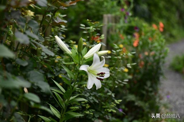 百合几月份开花，百合花什么时候开花（盛开在初夏的橙色花园）