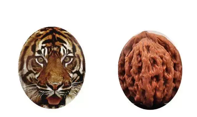 虎头麦穗核桃好吗，麦穗虎头核桃盘好后的图片（什么是麦穗虎头核桃？原来是它）