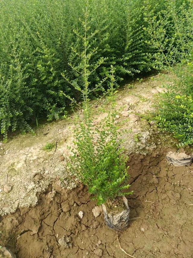 铺地蜈蚣盆景怎么养，铺地蜈蚣盆景叶子干枯（山上长出“铺地蜈蚣”）