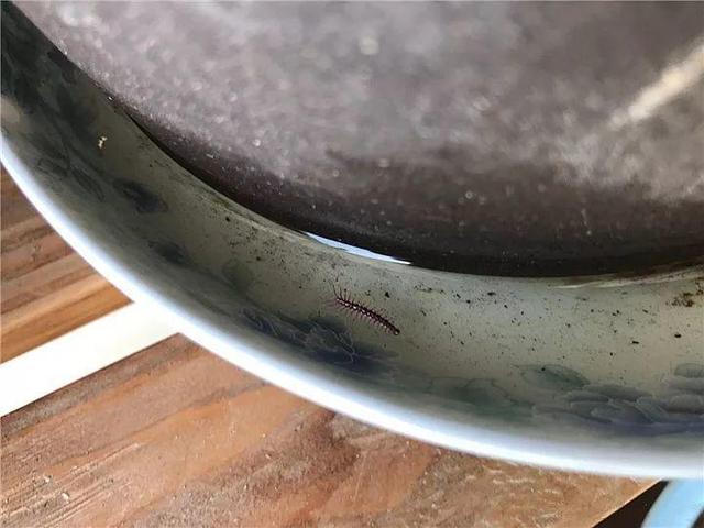 家里有鼻涕虫怎么消灭，鼻涕虫怎么彻底消灭（自制天然杀虫水）