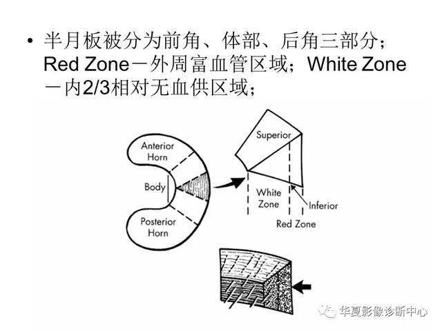 膝关节解剖结构图，膝盖解剖图示意图（膝关节MRI之正常解剖综述）