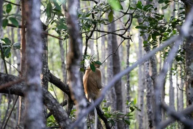 仙本那是哪个国家，仙本那 民族（这里有份攻略请收藏）