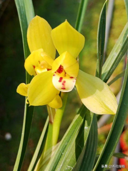 兰花什么时候开，兰花一般什么时间开花（兰花什么时候开花）