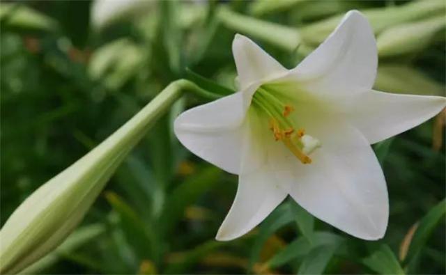 百合的花语是什么，百合花花语是什么（爱情、亲情、友情以及财富）