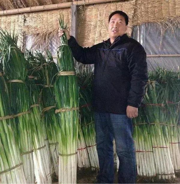 浩克山东是什么梗，浩克沙东人是什么梗（“浩克”山东）