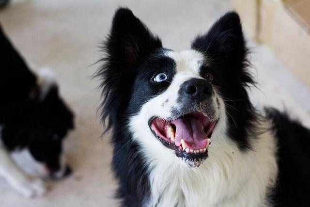 边境牧羊犬优缺点，中亚牧羊犬优缺点（养“边境牧羊犬”的5大坏处）