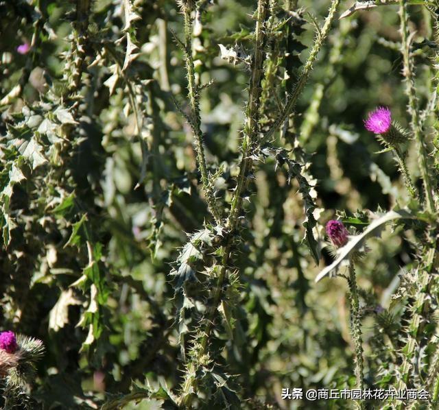 什么叫二年生草本植物，什么叫二年生草本植物图片（你知道草本和木本到底说的是啥吗）
