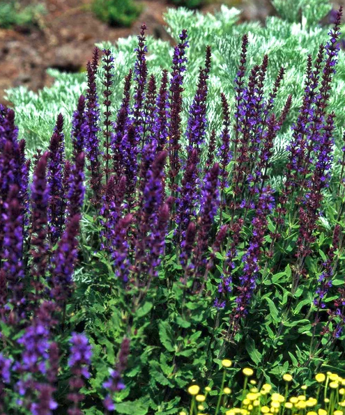 蓝花鼠尾草有几个品种，蓝花鼠尾草有几个品种图片（18种漂亮的鼠尾草）