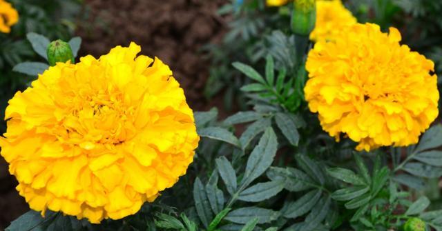 天堂鸟花语，天堂鸟花图片（你知道大自然中这些花的花语吗）