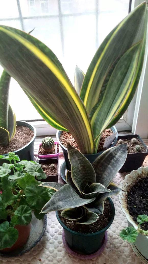 宝镜虎皮兰怎么养,他家的虎皮兰 - 玉三网