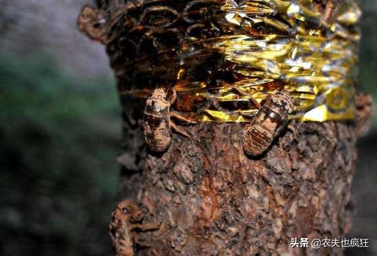 知了喜欢吃什么，知了通常吃什么（金蝉在地下生活几年才爬出来）