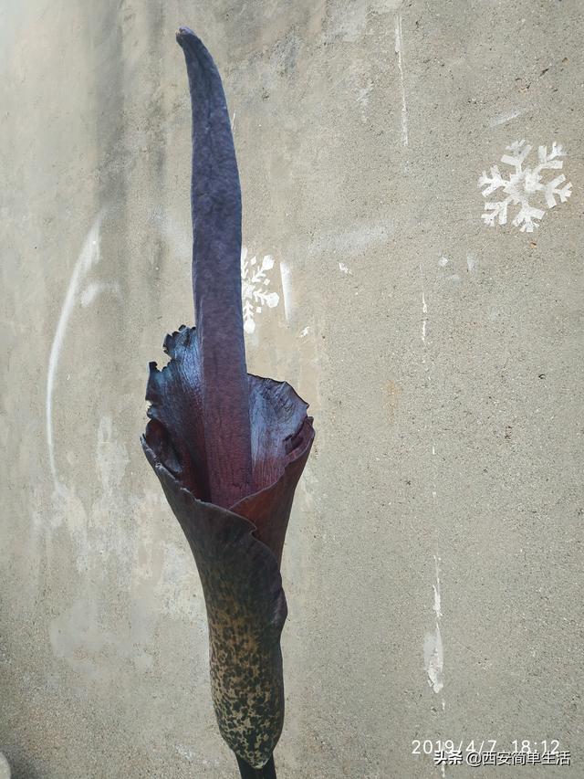 中国大的魔芋产地，魔芋产地陕西（四年才开一次花的魔芋）