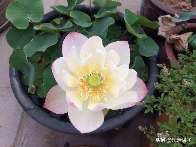 荷花的寓意是什么呢，荷花有什么寓意和象征（原来有如此多的美好寓意）